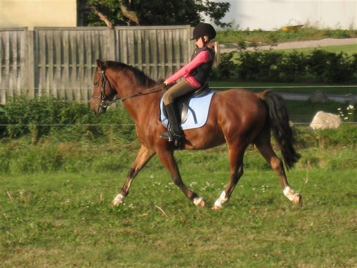 Anden særlig race Felipe<3 (solgt) - Kom så Fille. billede 6