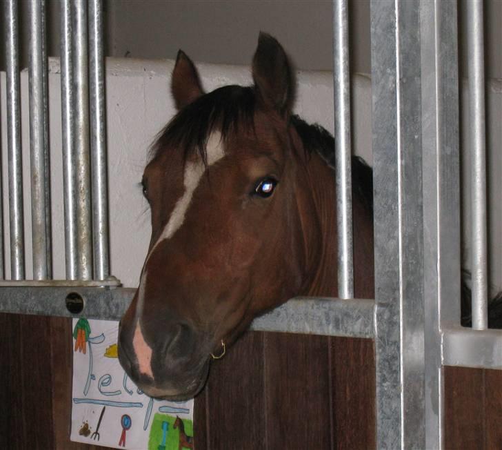 Anden særlig race Felipe<3 (solgt) - Tak fordi I kiggede, læg gerne en bedømmelse+kommentar ;-) billede 12