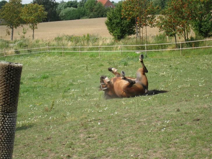 Anden særlig race Felipe<3 (solgt) - Husk at ryst dig! billede 8