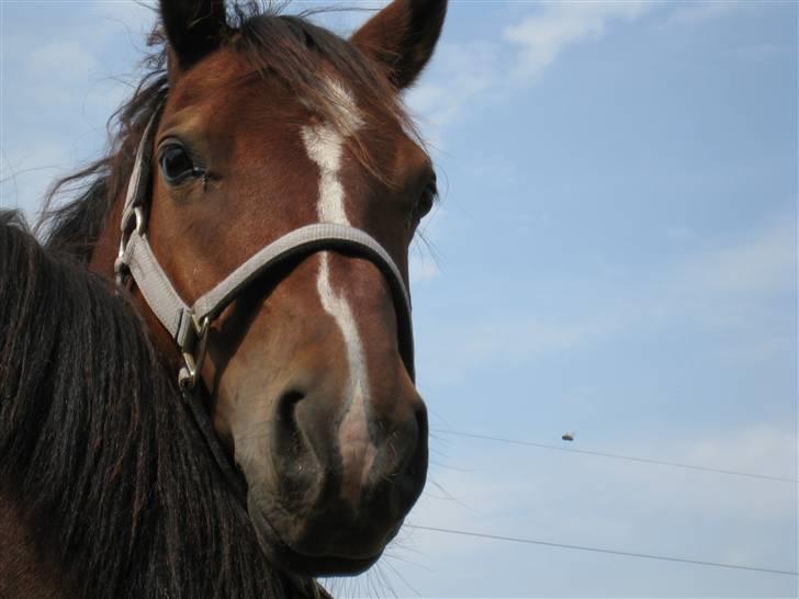 Anden særlig race Felipe<3 (solgt) - I LOVE YOU billede 7