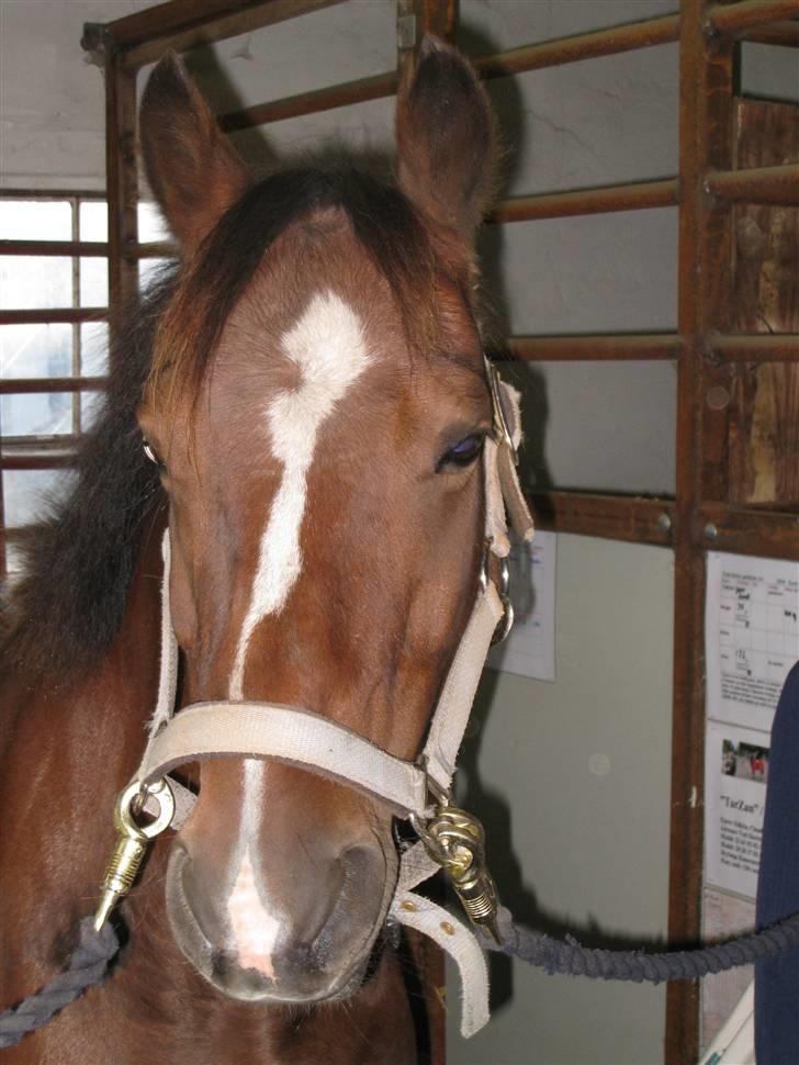 Anden særlig race Felipe<3 (solgt) - Mit skønne hoved. billede 9