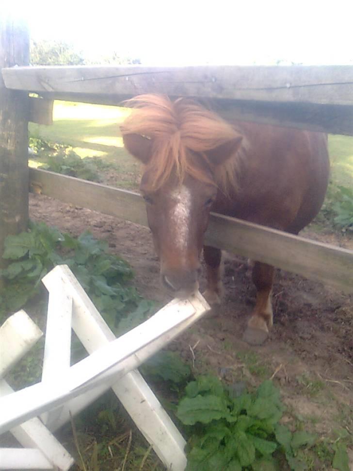 Shetlænder Skovvangens Ofelia billede 12