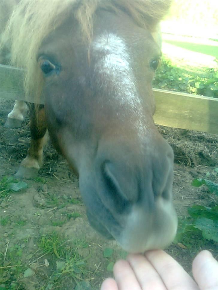 Shetlænder Skovvangens Ofelia billede 13