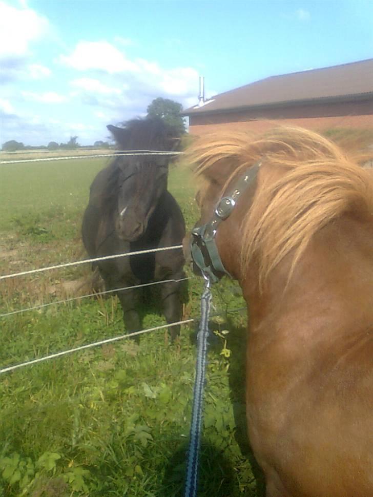 Shetlænder Skovvangens Ofelia billede 14