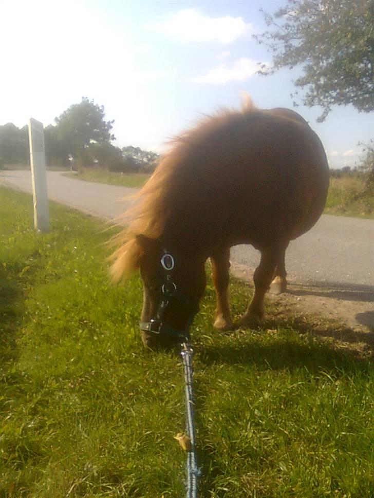 Shetlænder Skovvangens Ofelia billede 15