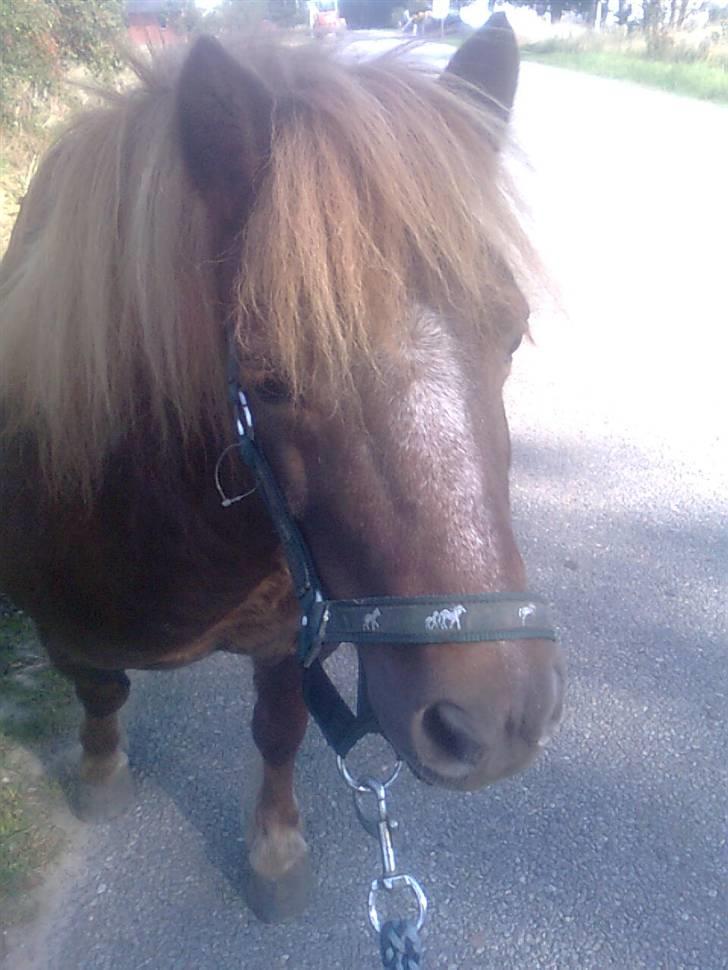 Shetlænder Skovvangens Ofelia billede 17