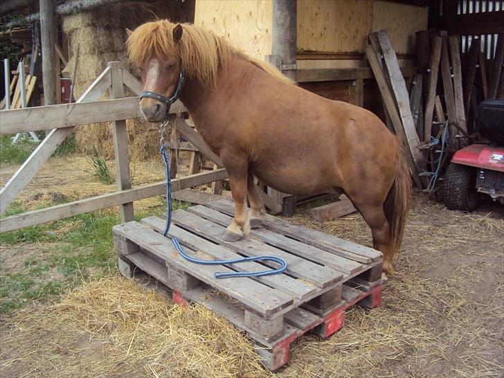 Shetlænder Skovvangens Ofelia - Første gang vi prøver med 2 paller. Så startede kun med at stå deroppe med forhovene, og hun klarede det bare så flot! :D <3 billede 18