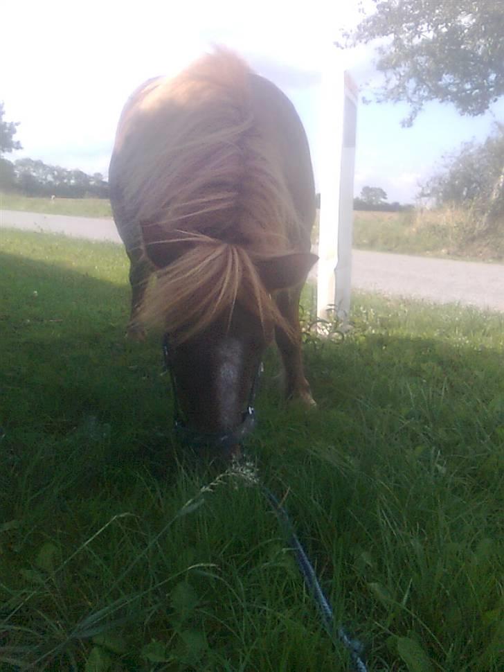 Shetlænder Skovvangens Ofelia billede 19