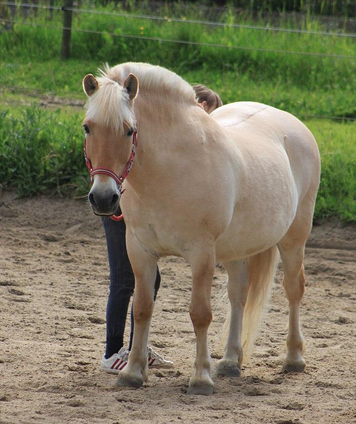 Fjordhest Prins - I miss u :'( - Haha, min deglige bulle (: <3 billede 17