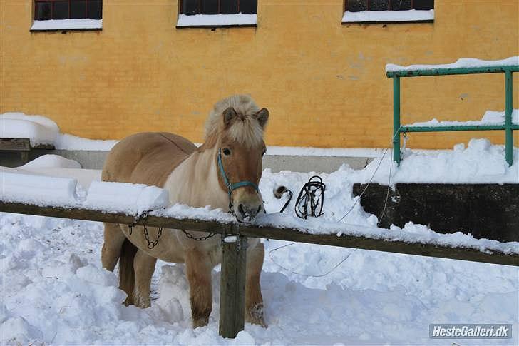 Fjordhest Prins - I miss u :'( - Prins i snee <3 billede 18