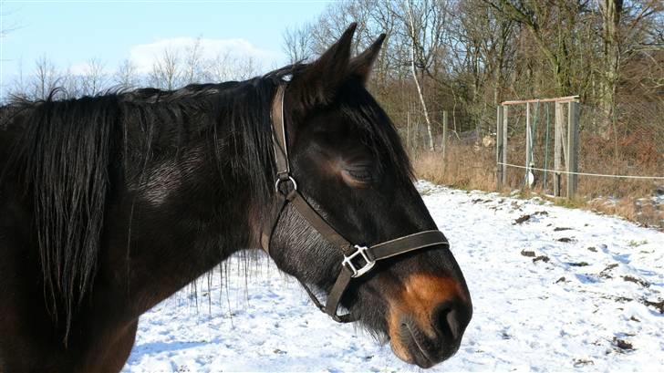 Traver Samedi *Hvil i fred* billede 5