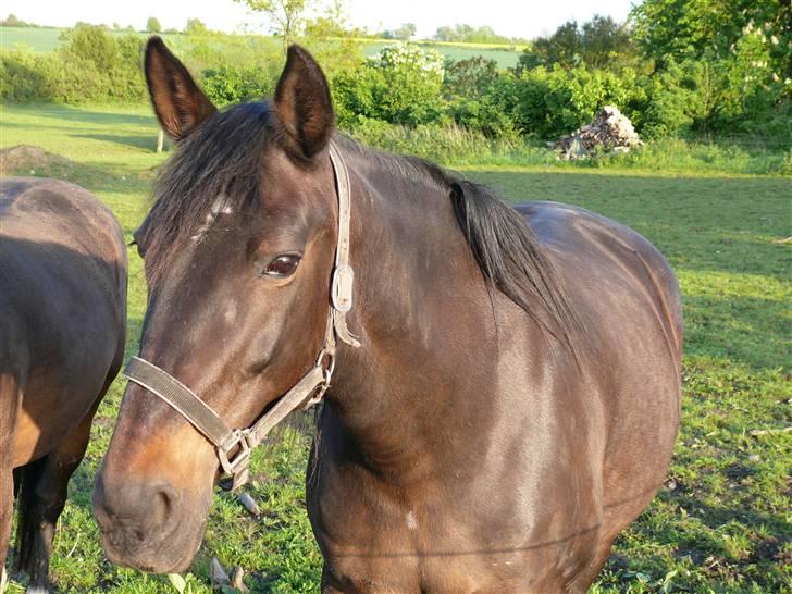 Traver Samedi *Hvil i fred* billede 6