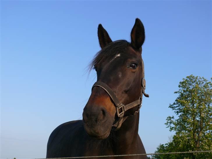 Traver Samedi *Hvil i fred* billede 7