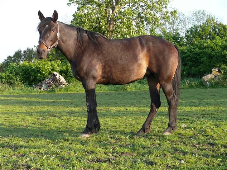 Traver Samedi *Hvil i fred* billede 8