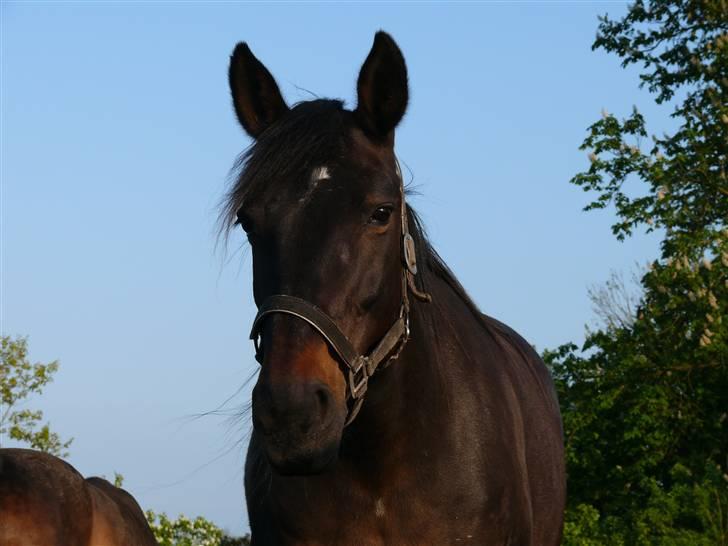 Traver Samedi *Hvil i fred* billede 9