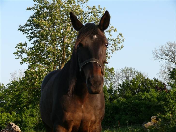 Traver Samedi *Hvil i fred* billede 10