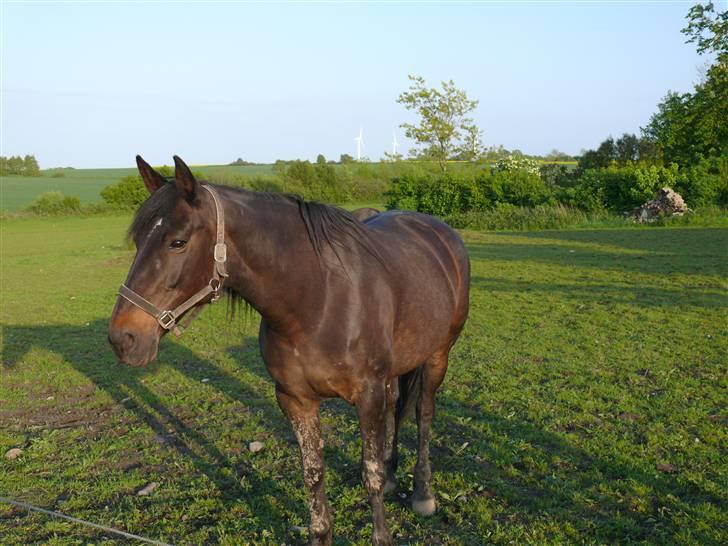 Traver Samedi *Hvil i fred* billede 11