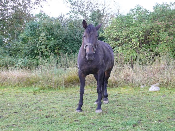 Traver Samedi *Hvil i fred* billede 12