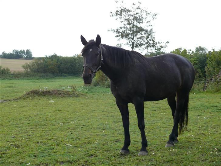 Traver Samedi *Hvil i fred* billede 13