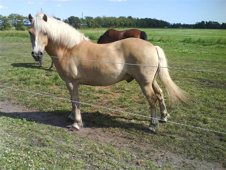 Haflinger |Elvis| solgt:'(. -  18) (; <3 farvel igen.. husk at kigge i vores profil(; nyt billede 18