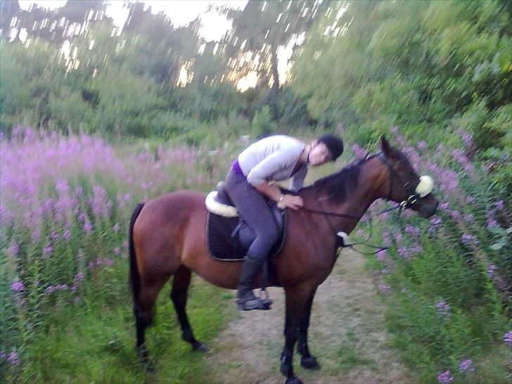 Traver Bingo Egelund *Mulle* R.I.P billede 3