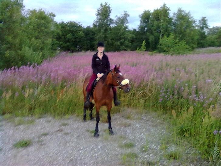 Traver Bingo Egelund *Mulle* R.I.P billede 8