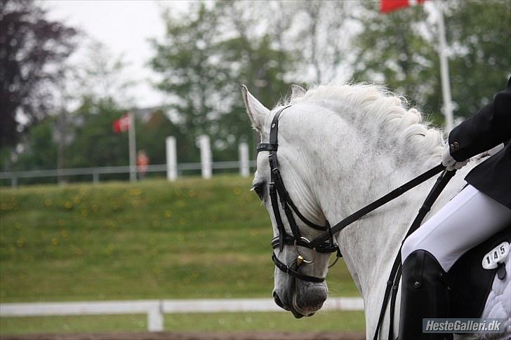 New Forest Firfod Fridolin - i himlen<3 - Foto: Karoline Elleby billede 18