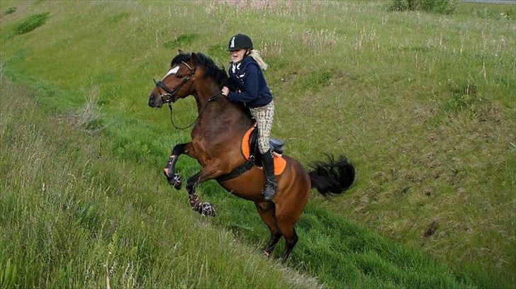 New Forest Mastwood Honeymoon - Master og jeg 2011, terræn traning.  billede 10