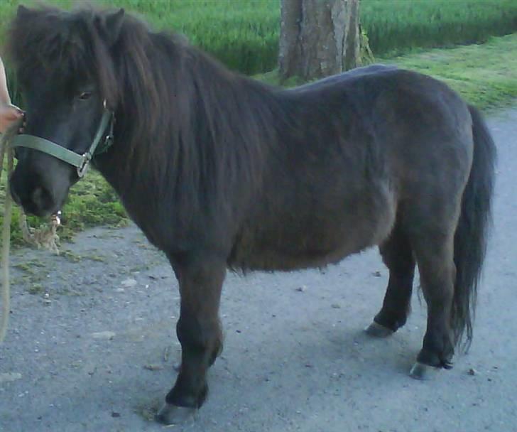 Shetlænder Bimmer R.I.P billede 1