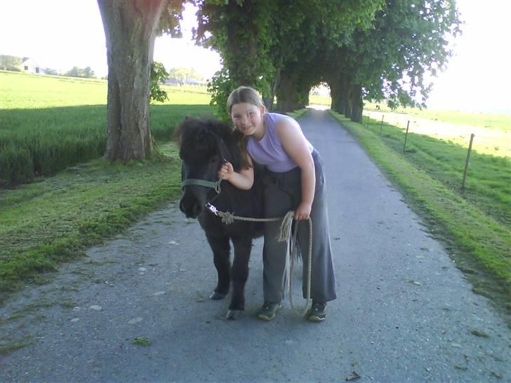 Shetlænder Bimmer R.I.P billede 3