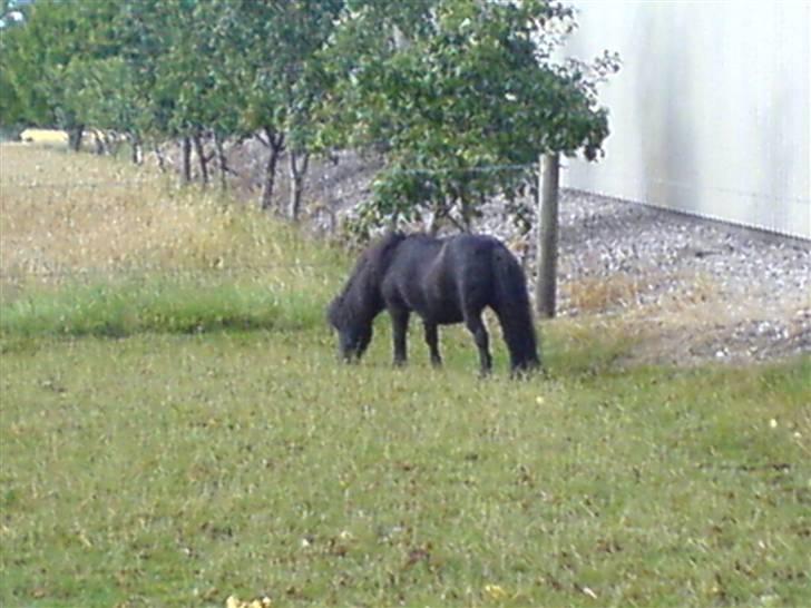 Shetlænder Bimmer R.I.P billede 5