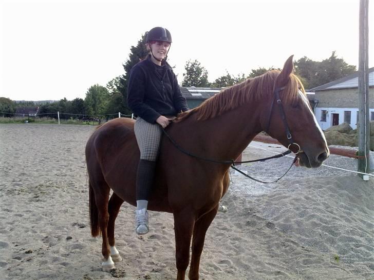 Dansk Varmblod Kingo  billede 11