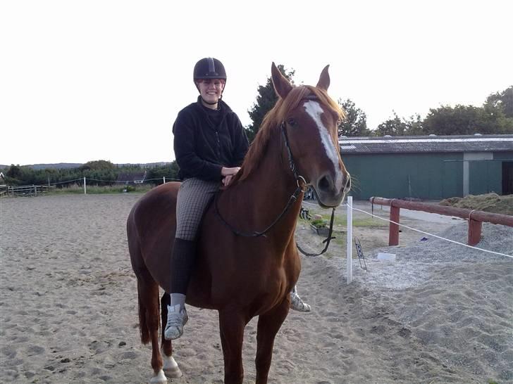 Dansk Varmblod Kingo  billede 12