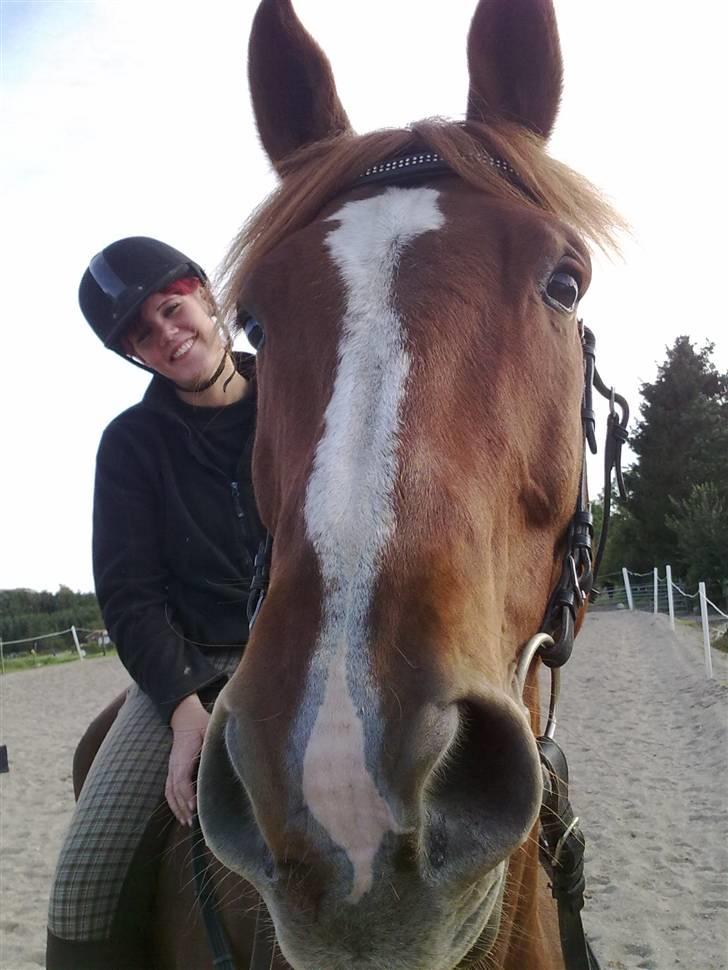 Dansk Varmblod Kingo  billede 13