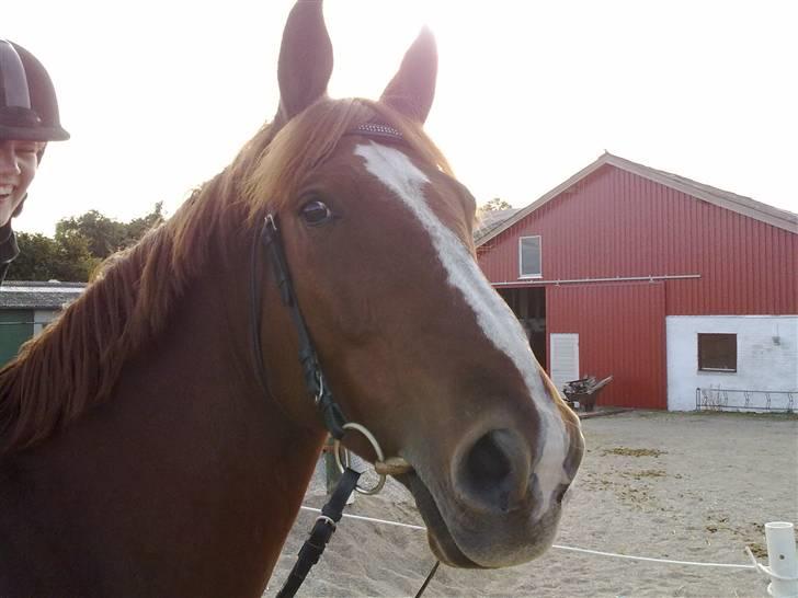 Dansk Varmblod Kingo  billede 14