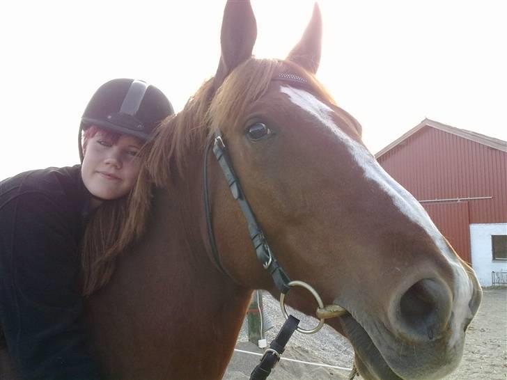 Dansk Varmblod Kingo  billede 15