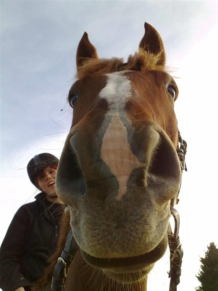 Dansk Varmblod Kingo  billede 16