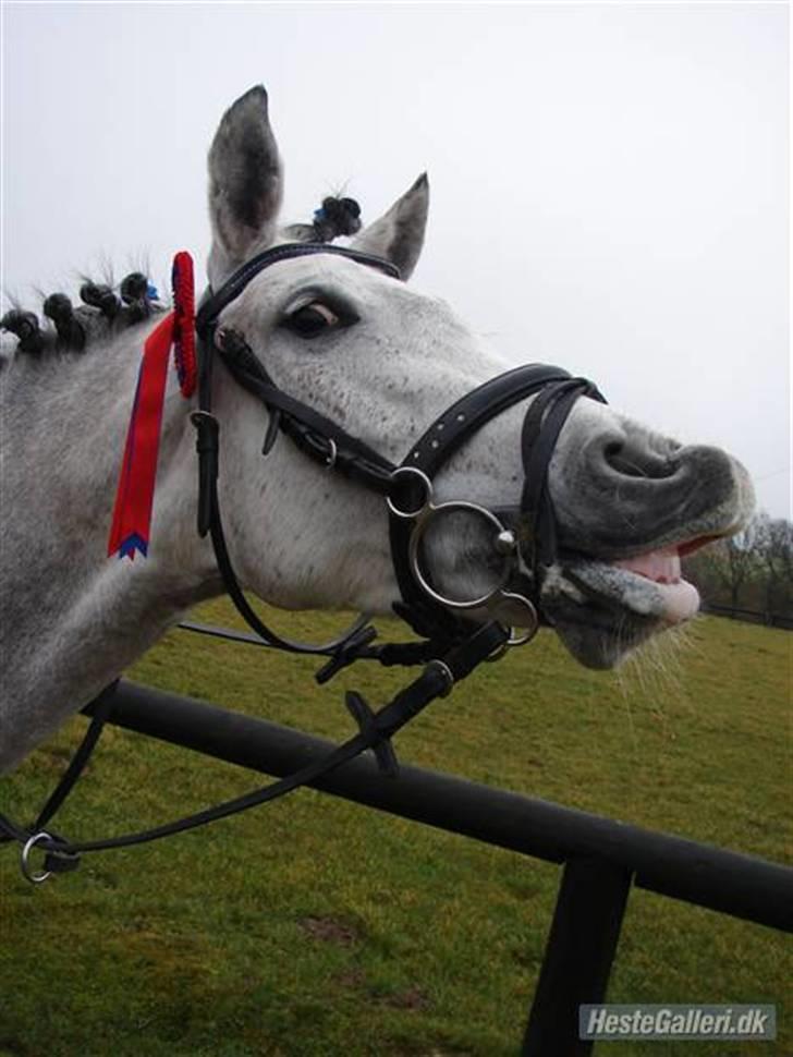 Anden særlig race Chanel * SOLGT * R.I.P :( billede 1