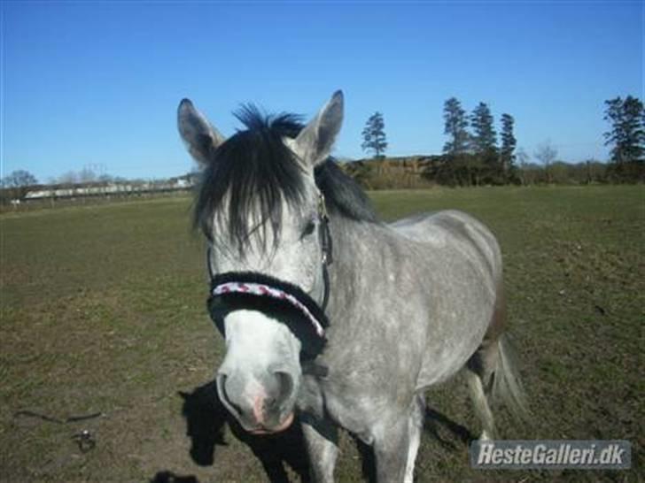 Anden særlig race Chanel * SOLGT * R.I.P :( billede 8