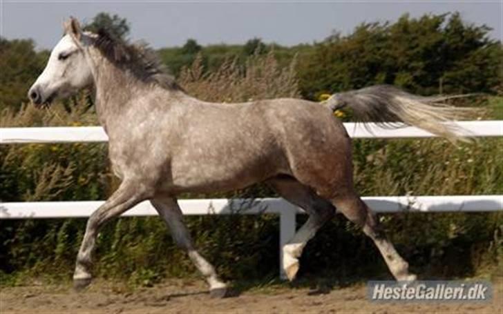 Anden særlig race Chanel * SOLGT * R.I.P :( billede 11