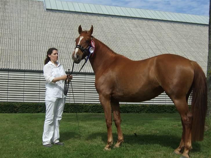 Knabstrupper Sif Af Sandberggård - Sif til Knabstrupperskue på Vilhelmsborg d. 5. august 2007 billede 1