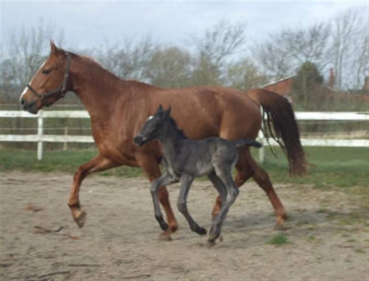 Knabstrupper Sif Af Sandberggård - Sif og Harley D billede 2