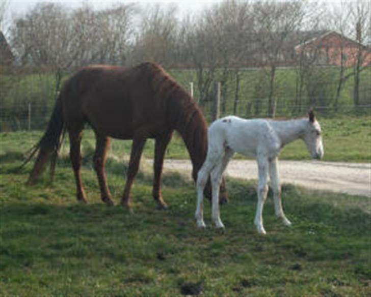 Knabstrupper Sif Af Sandberggård - Sif og Loviniannah billede 3