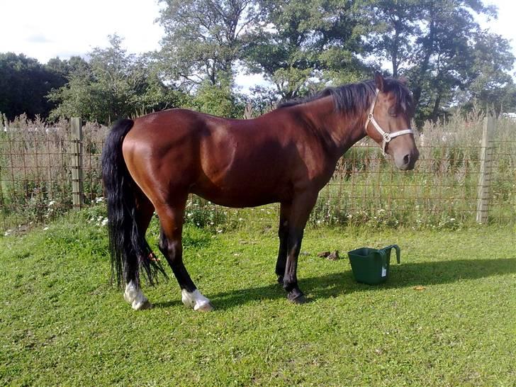 Anden særlig race Cherif ( solgt ) - jeg vil ikke vise mine øje hi hi  billede 9