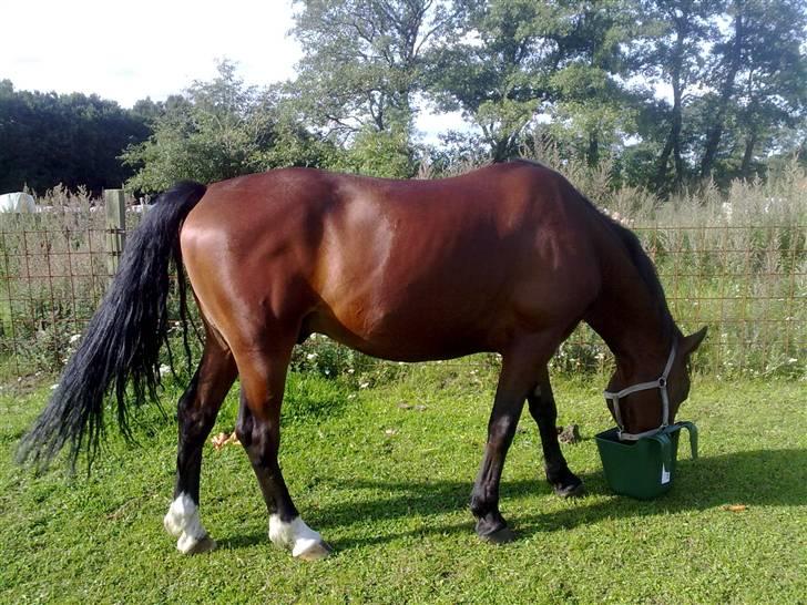 Anden særlig race Cherif ( solgt ) - jeg elsker mad og især min musli mad mums billede 10