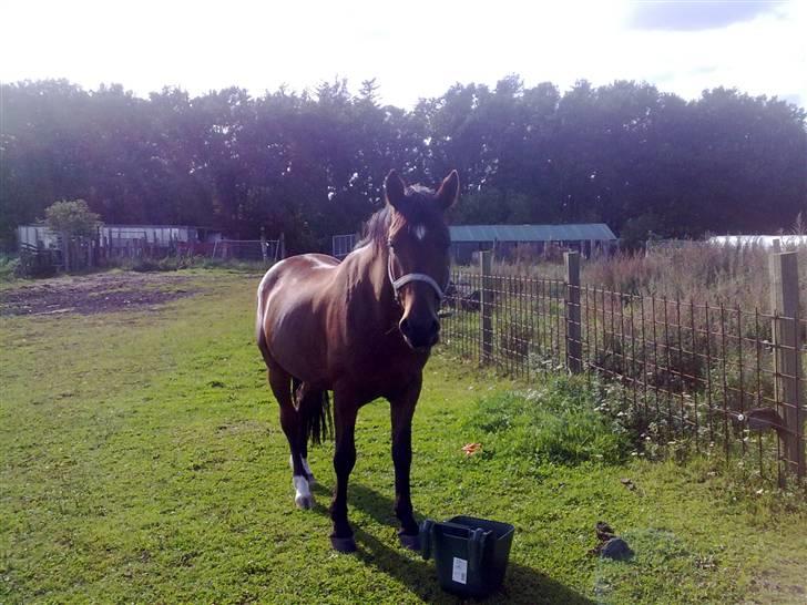 Anden særlig race Cherif ( solgt ) - ser jeg ikke godt ud. lækker fyr ikke, smiler. billede 11