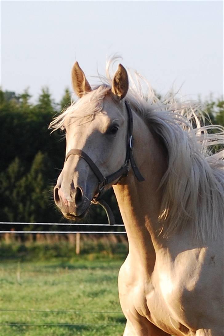 Palomino Gold Magnum X *SOLGT* billede 19