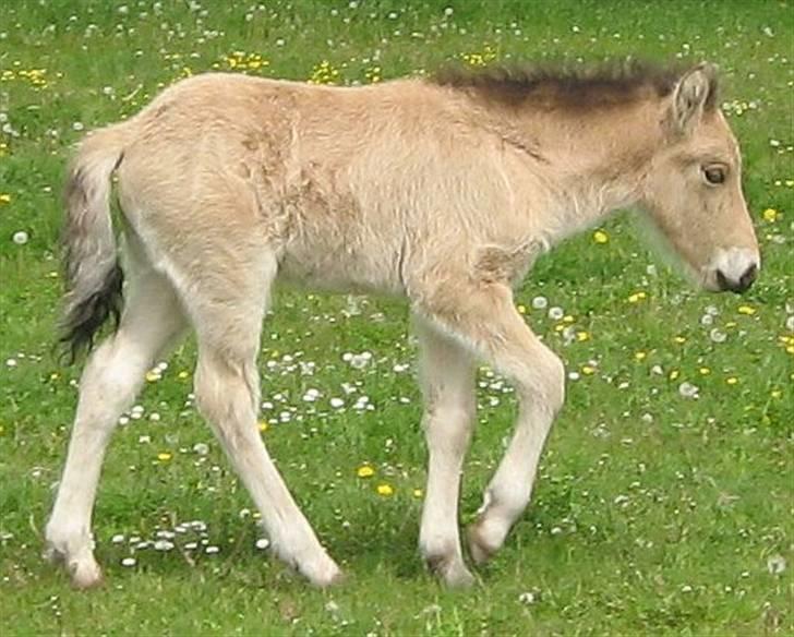 Islænder Asni fra Tiset - 21. maj 09 billede 7