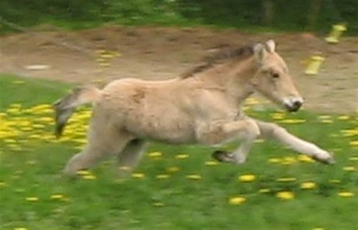 Islænder Asni fra Tiset - 21. maj 09 billede 8