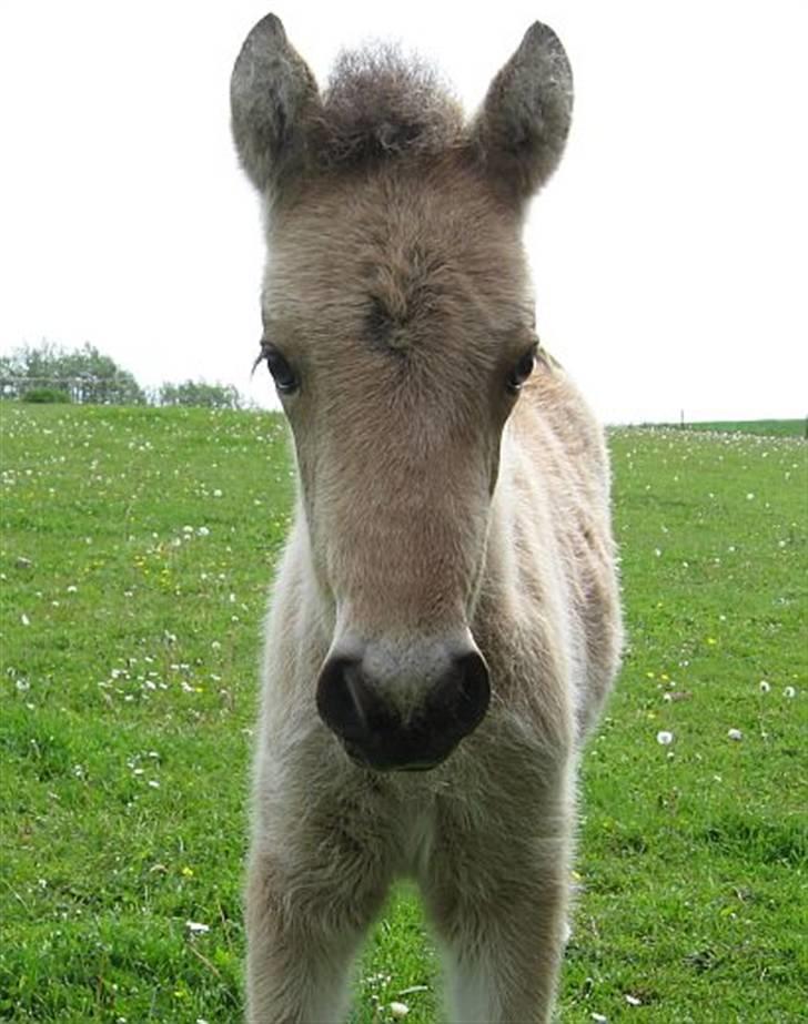 Islænder Asni fra Tiset - 21. maj 09 billede 9